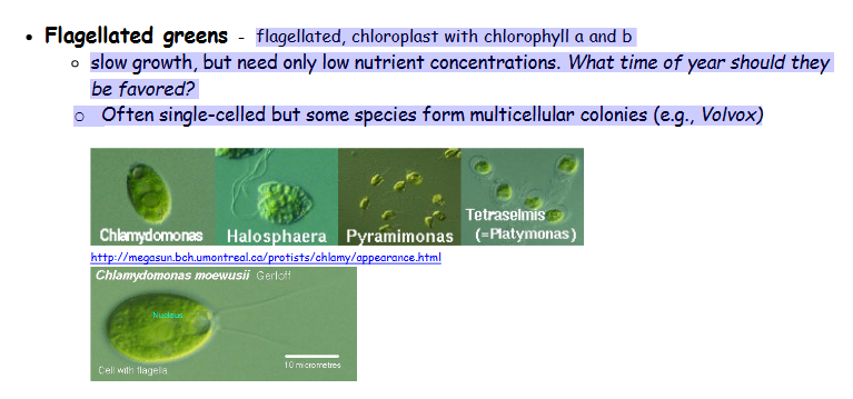 <p>flagellated, chloroplast with chlorophyll a and b</p><p>slow growth, but need only low nutrient concentrations. What time of year should they</p><p>be favored?</p><p>o Often single-celled but some species form multicellular colonies (e.g., Volvox)</p>