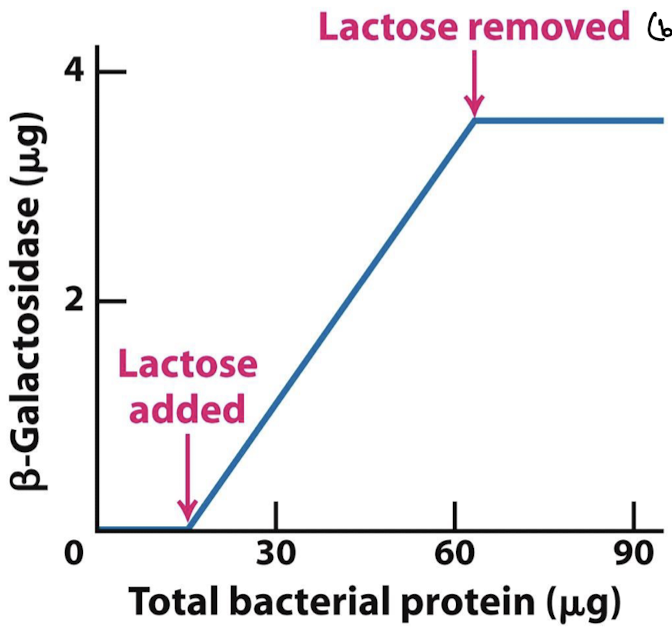 <p>Linear increase then a plateau as lactose is removed. When grown in the presence of glucose or glycerol, bacteria have only about 10 molecules of beta-gal. In the presence of lactose only, beta-gal level goes up several thousand fold.</p>