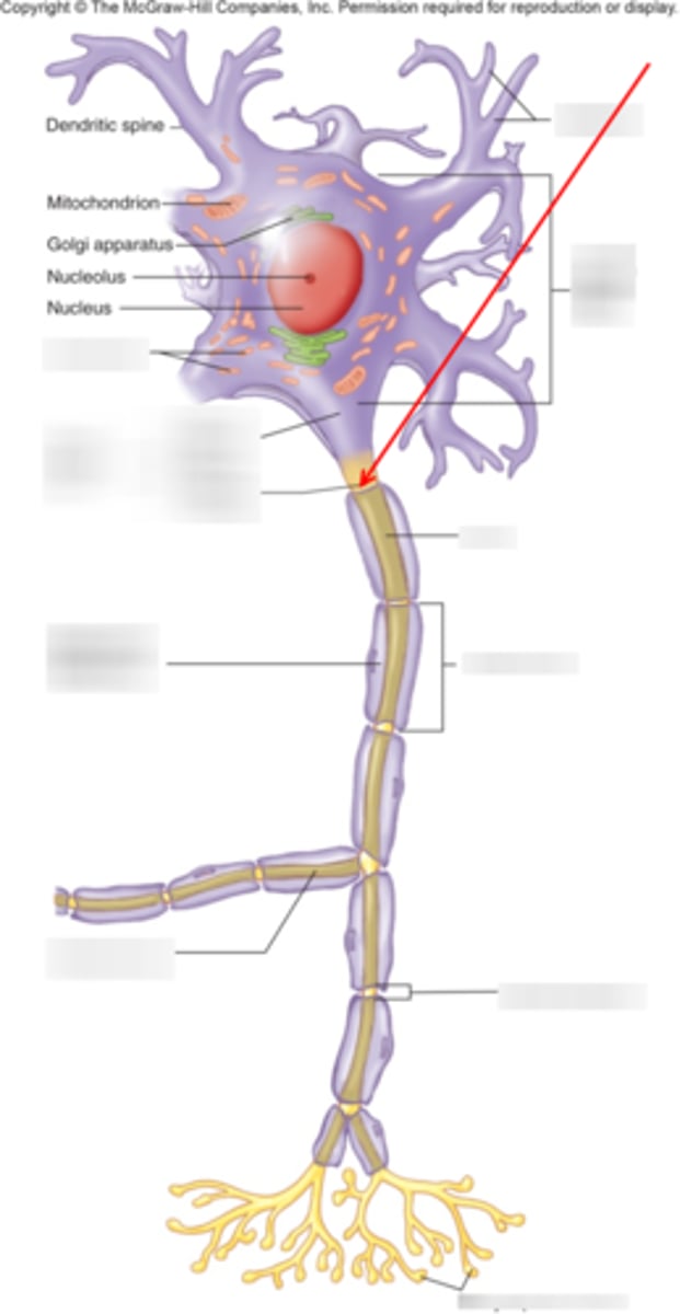 <p>The region of the axon that arises from the cell body. Location where propagated electrical signals are generated.</p>