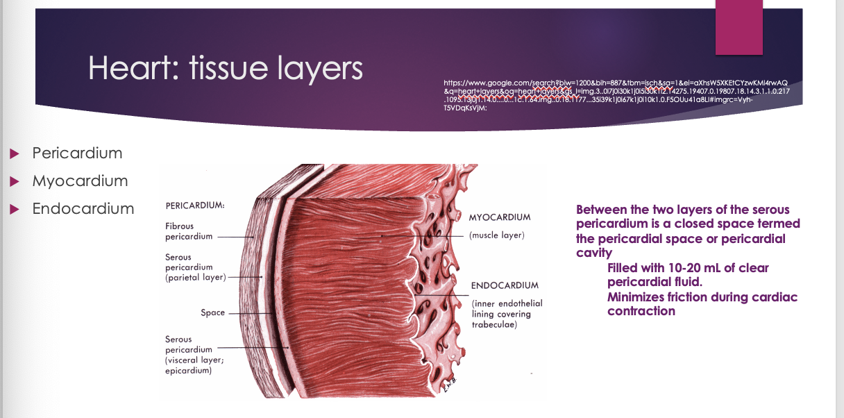 <ul><li><p>pericardium</p></li><li><p>myocardium</p></li><li><p>endocardium</p></li></ul><p></p><p>between the two layers of the serous pericardium is a closed space termed the pericardial space or pericardial cavity</p><ul><li><p>filled with 10-20 mL of clear pericardial fluid. minimizes friction during cardiac contraction</p></li></ul><p></p><p><span>The space just like the lungs has fluid to prevent pericardial friction rub which we can hear with ausclultation</span></p><p style="text-align: left;"><span>If there is too much fluid it causes increased pressure on the heart and it gets irritated, pissed off, and causes a skipped beat</span></p>