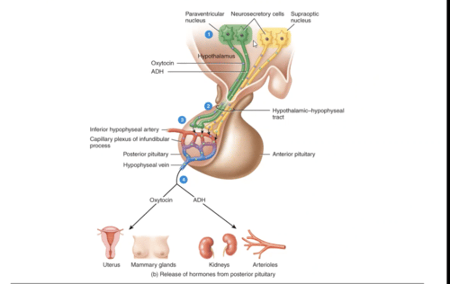 <p>hypothalamohypophyseal tract</p>