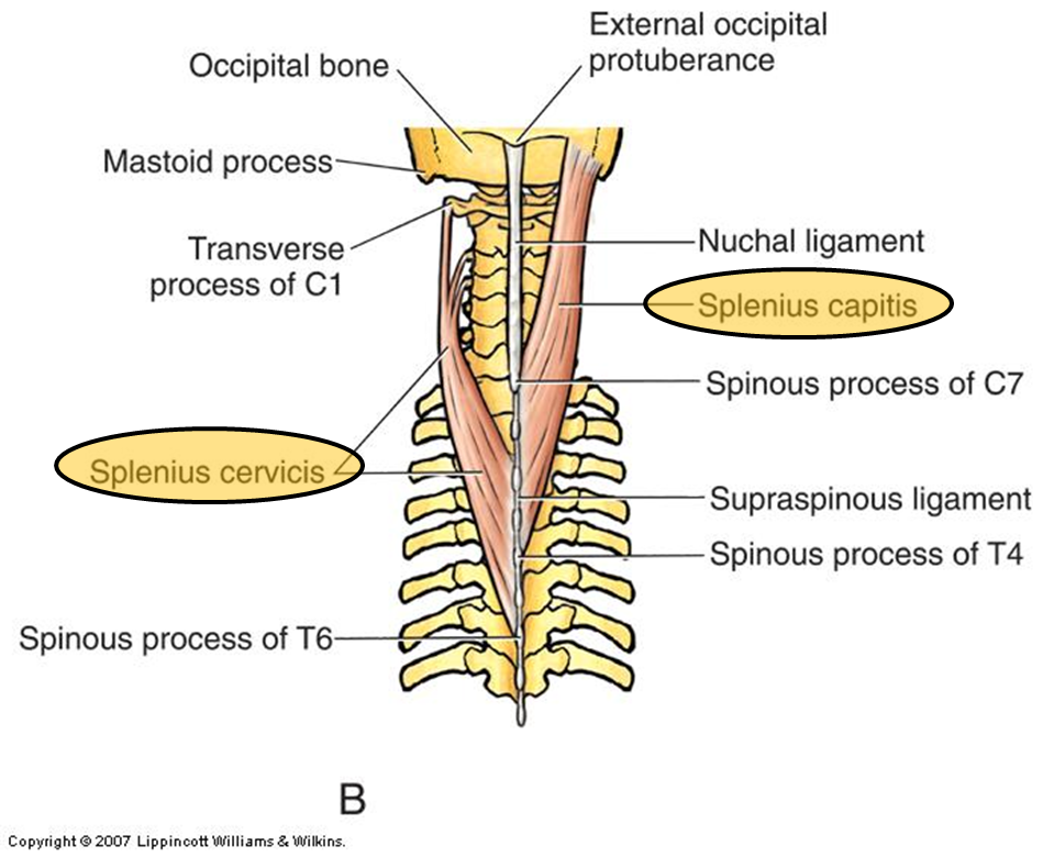 <p>Superficial Intrinsic Back Muscles</p>