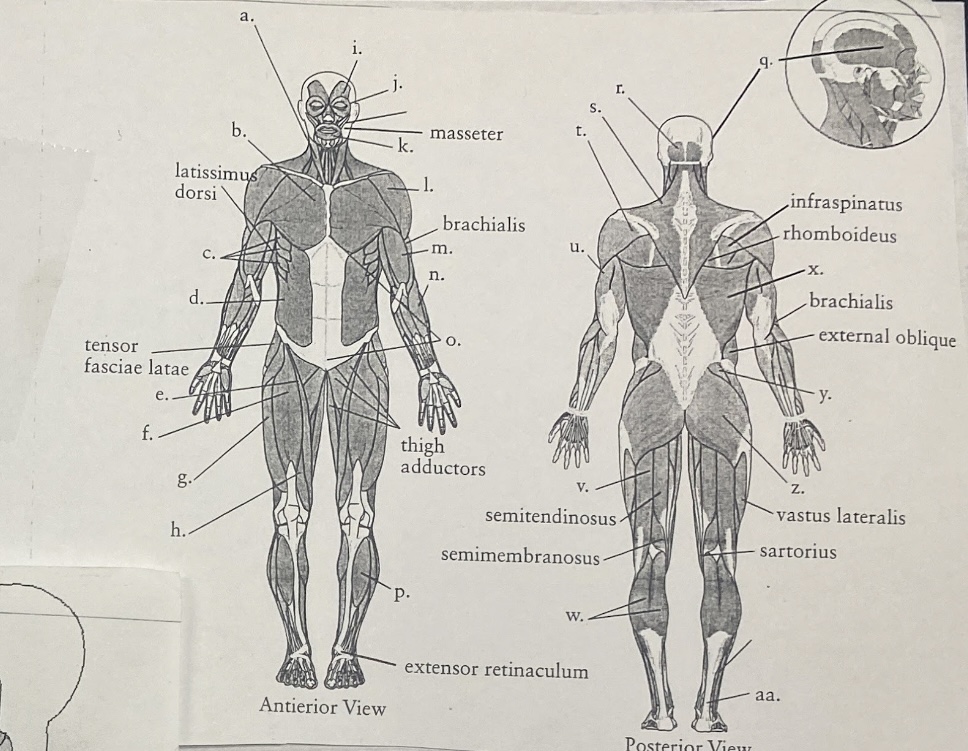term image
