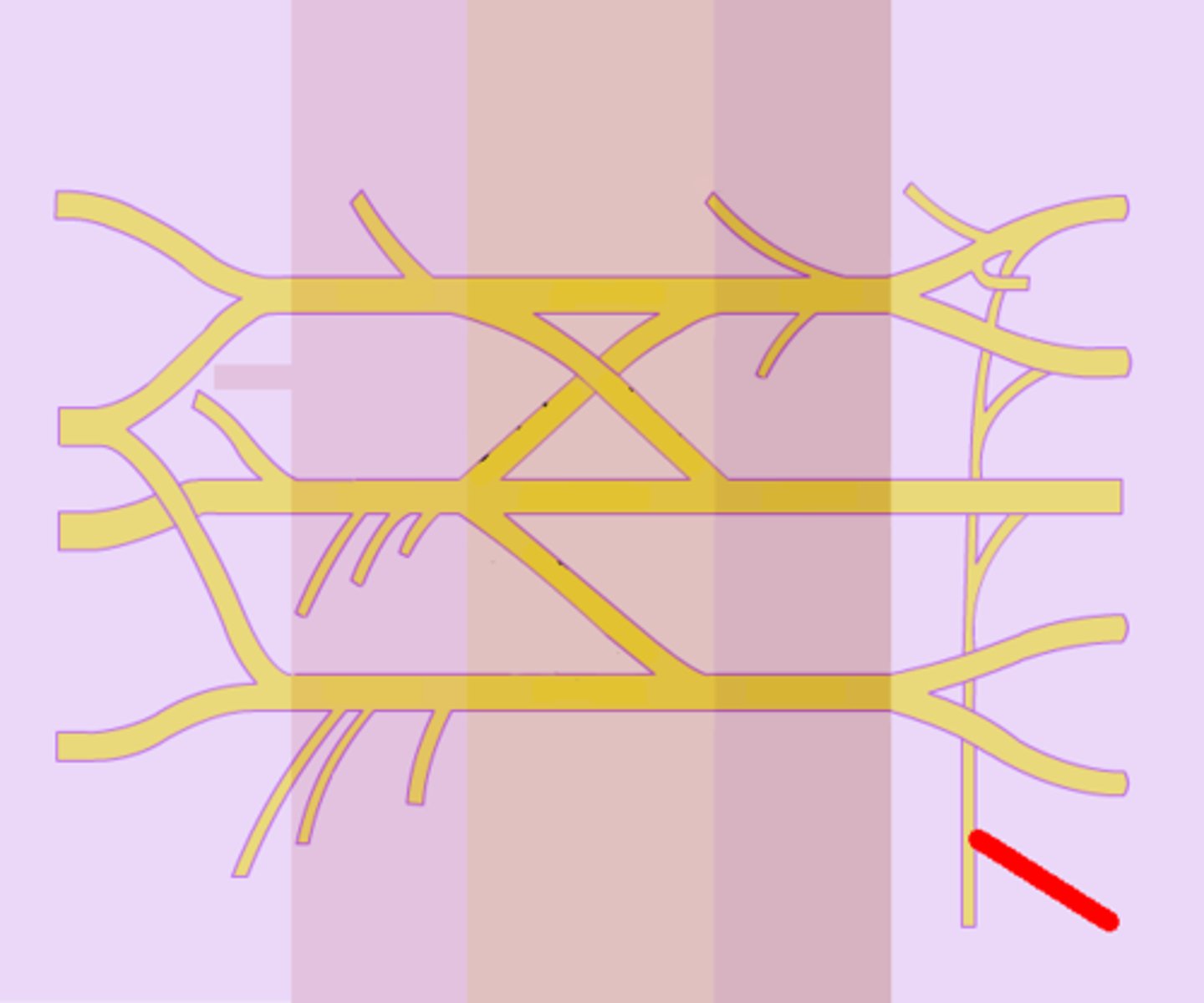 <p>ventral rami of C5, C6 and C7</p>