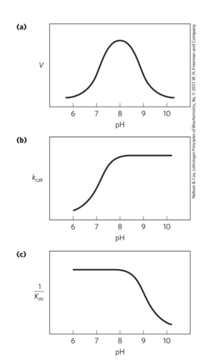 <p><strong>Optimal activity at pH 8</strong> (<em>His57 unprotonated, Ile16 protonated</em>)</p><p>Transition just <strong>above pH 7 </strong>happens due to <strong>changes in kcat</strong> (<em>His57 is protonated</em>)</p><p>Transition just <strong>above pH 8.5 </strong>happens due to <strong>changes in 1/Km</strong> (<em>Alpha-amino group of Ile16 is ionized</em>)</p>