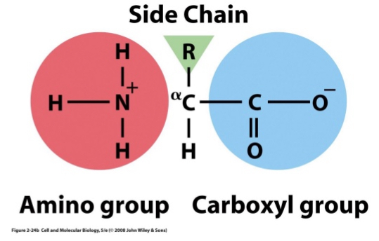 <ul><li><p>Composed of H, C, O, N and also S or P</p></li><li><p>20 different types</p></li><li><p>Amino (NH2) and Carboxyl (COOH) groups</p></li><li><p>These groups are separated by a single carbon (α-carbon)</p></li><li><p>R groups (side chains) give amino acids their variability</p></li></ul><p></p>