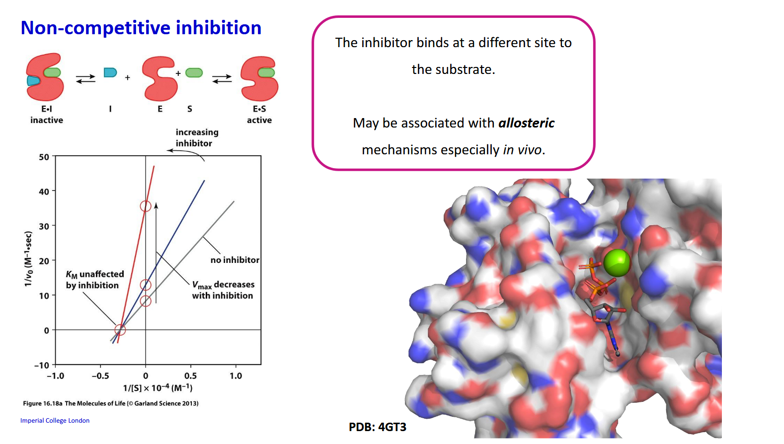 <p>K<sub>m </sub>is unaffected by inhibition as the binding affinity to intact enzymes remains constant but V<sub>max</sub> decreases with inhibition</p>