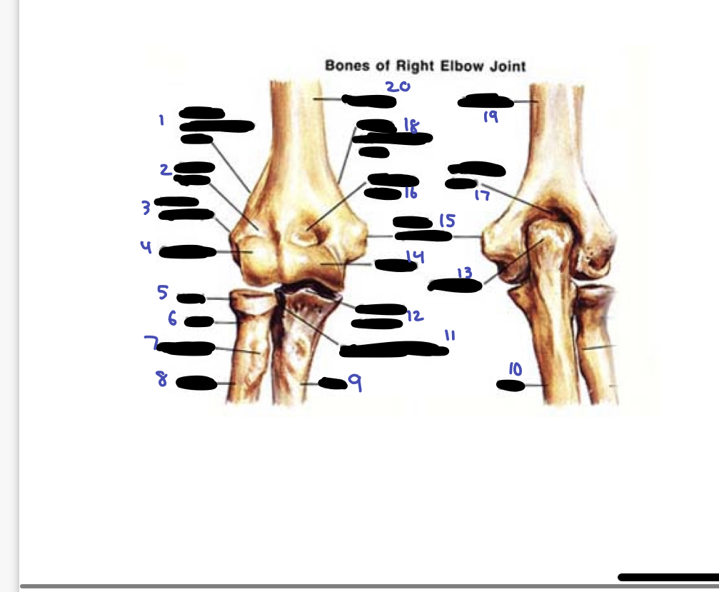 <ol><li><p>lateral supracondylar crest</p></li><li><p>radial fossa</p></li><li><p>lateral epicondyle</p></li><li><p>capitulum</p></li><li><p>head</p></li><li><p>neck</p></li><li><p>tuberosity</p></li><li><p>radius</p></li><li><p>ulna</p></li><li><p>ulna</p></li><li><p>radial notch of ulna</p></li><li><p>coronoid process</p></li><li><p>olecranon</p></li><li><p>trochlea</p></li><li><p>medial epicondyle</p></li><li><p>coronoid fossa</p></li><li><p>olecranon fossa</p></li><li><p>medial supracondylar crest</p></li><li><p>humerus</p></li><li><p>humerus</p></li></ol>