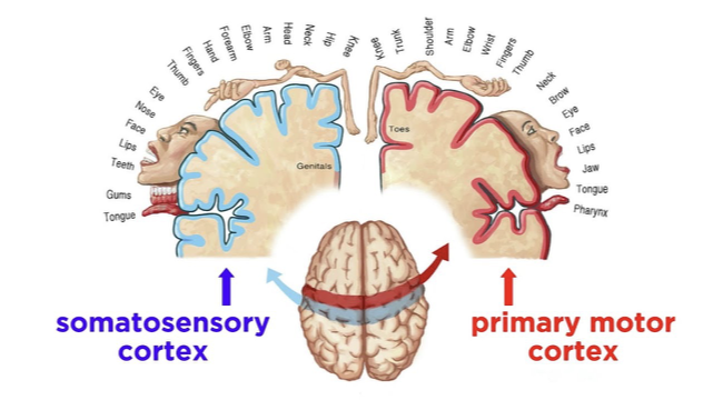 <p><span>•Movement and sensibility go together</span></p><p><span>•Neural reorganization occurs when there is diminished input to the sensory cortex and integration with the motor cortex</span></p><p></p><p><span>when one area is not getting messages, the surrounding areas creep in and eventually take over. the non-receiving area stops working&nbsp;</span></p>