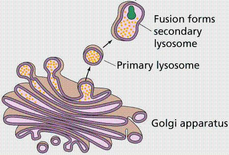 <p>is a membranous sac toning digestive enzymes. The enzymes and membrane are produced by the ER and transferred to Golgi for processing. The membrane seres to safely isolate these potent enzyme from the rest of the cell. One of the several functions of lysosomes is to remove or recycle damaged parts of a cell.</p>