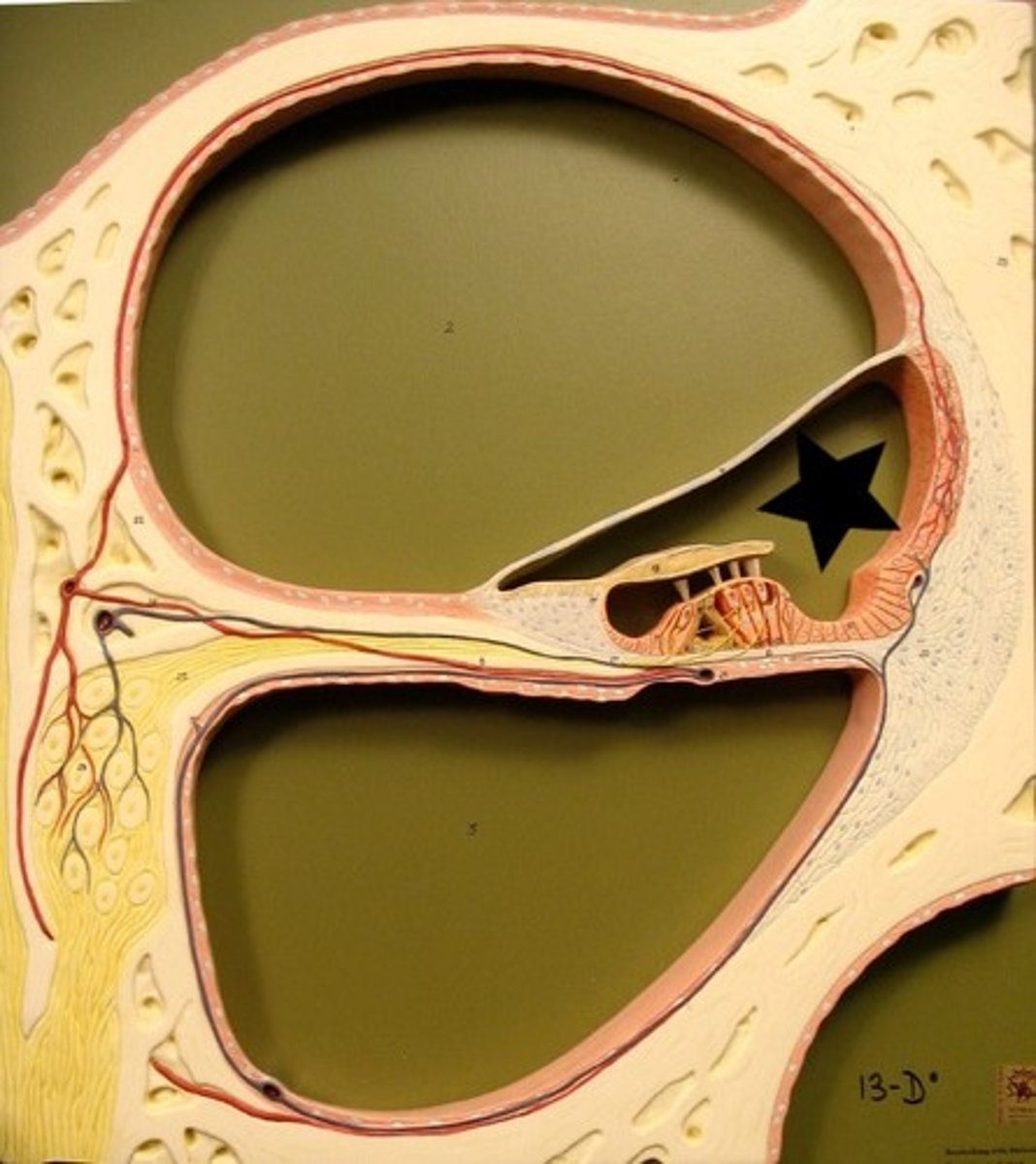 <p>smallest endolymph filled tube between the vestibular and tympanic ducts</p>