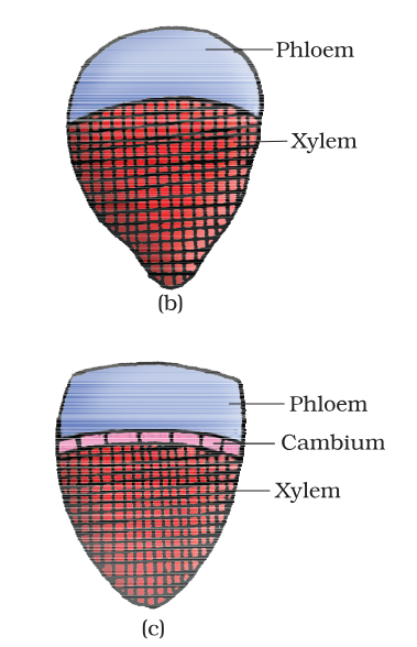 <p>Which of these is a conjoint <strong>closed</strong> vascular bundle and which is a conjoint <strong>open</strong> vascular bundle?</p>