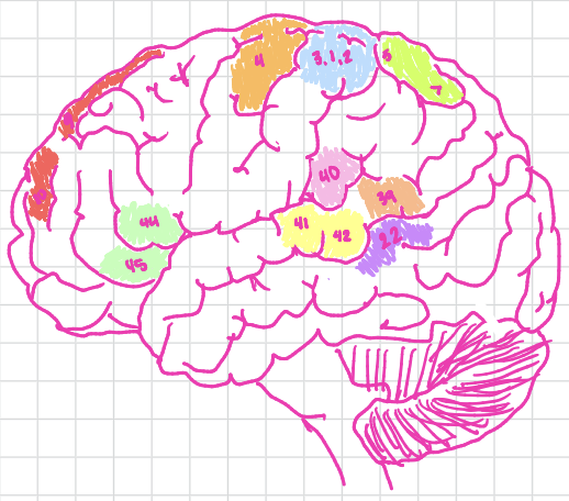 <p>Language comprehension (left)</p>