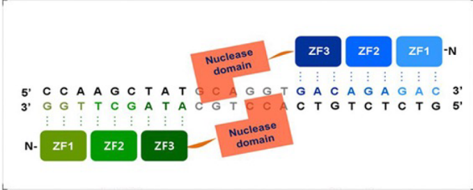 <p>A non-specific nuclease (FokI) borrowed from restriction enzymes is attached to the Zn-Finger DBD; artificial restriction enzymes</p>