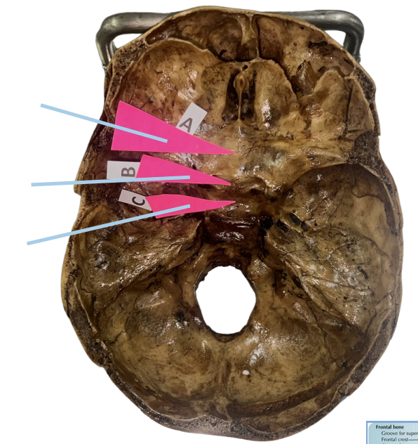 <p>Identify the structure of the skull labelled B.</p>