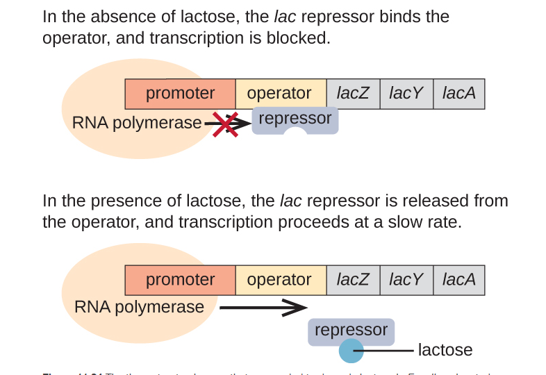 <p>Found in E.coli </p><ul><li><p><span>The </span><strong><em>lac</em></strong><span><strong> operon</strong> encodes<mark data-color="blue" style="background-color: blue; color: inherit"> three structural genes necessary </mark>to acquire and process the disaccharide lactose from the environment</span></p></li><li><p><span><strong>lactose must be present.</strong> This makes sense for the cell because it would be energetically wasteful to create the enzymes to process lactose i<strong>f lactose was not available.</strong></span></p></li><li><p><span>In the<mark data-color="blue" style="background-color: blue; color: inherit"> absence of lactose,</mark> the </span><em>lac</em><span> repressor is <strong>bound to the operator</strong> region of the </span><em>lac</em><span> operon, physically preventing RNA polymerase from transcribing the structural genes.</span></p></li><li><p><span>when<strong> lactose is present,</strong> the lactose inside the cell is<strong> converted to allolactose.</strong> Allolactose serves as an inducer molecule, binding to the repressor and changing its shape so that it is no longer<mark data-color="blue" style="background-color: blue; color: inherit"> able to bind to the operator DNA. </mark></span></p></li><li><p><span><mark data-color="blue" style="background-color: blue; color: inherit">Removal of the repressor</mark> in the presence of lactose allows RNA polymerase to move through the operator region and begin transcription of the </span><em>lac</em><span> structural genes.</span></p></li></ul><p></p>