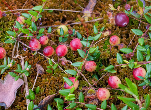 <p><em>Vaccinium oxycoccos</em></p>