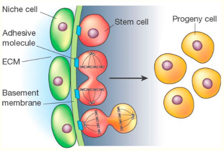 <p>The microenvironment where stem cells are found and receive stimuli that determine their fate.</p>