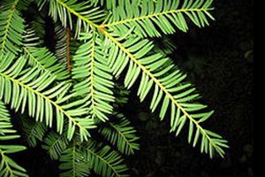 <p>Looks like redwood but not peely stems</p>