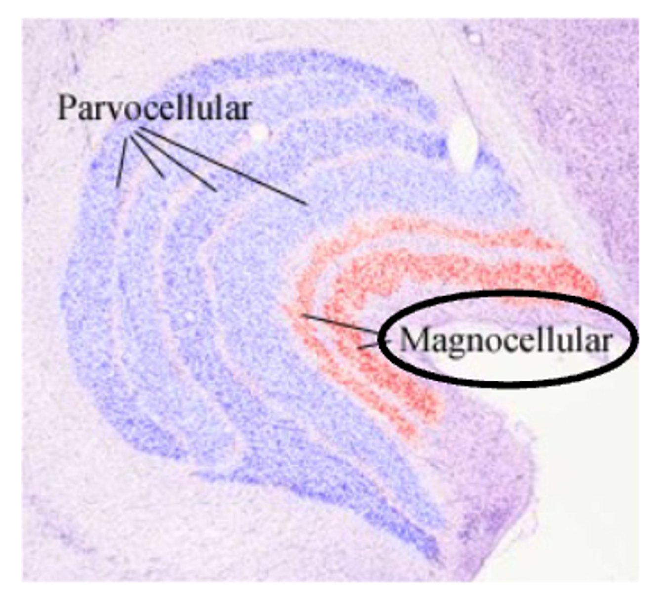 <p>input from rods, and respond to movement</p>