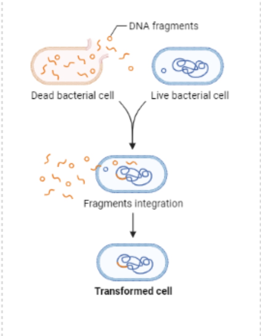 <p>When bacteria or archaea naturally takes up DNA from the environment that has been released by cell lysis or secreted</p>