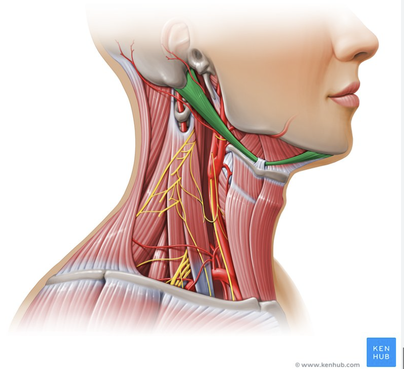 <p>anterior belly of digastric</p>