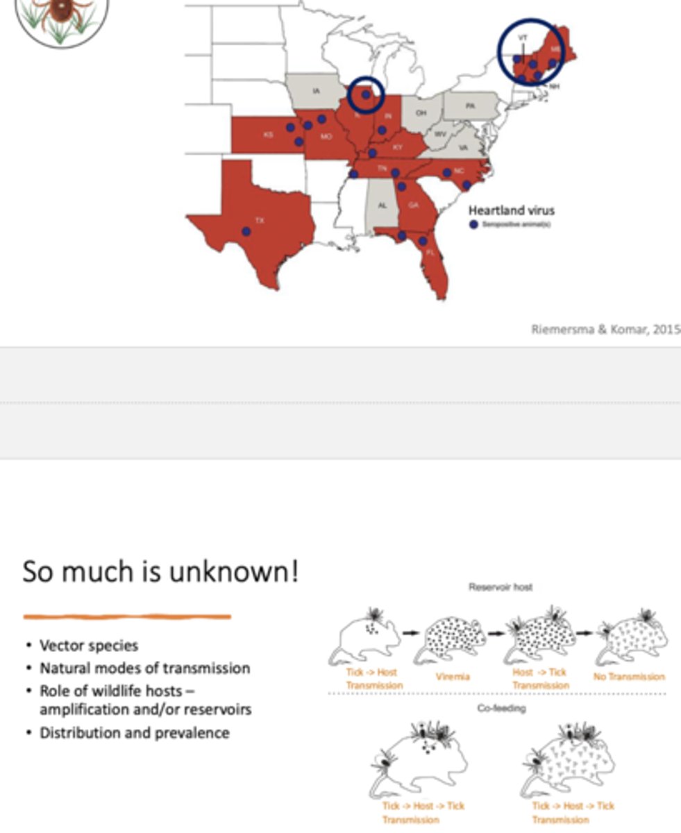 <p>Top map shows sates in red where Heartland virus has been detected and blue dots indicate places where animals tested seropositive (antibodies present), meaning they were exposed to the virus</p><p>-vector species, natural modes of transmission, which animals serve as reservoirs (carry virus long-term) or amplification hosts (increase viral levels and transmission risk), and prevalence remain unknown; reservoir host pathway is when tick bites a host, transmitting the virus for when another tick bites, and co-feeding pathway is when multiple ticks feed close together on same host, so the virus passes directly from one to another through localized skin infection</p>