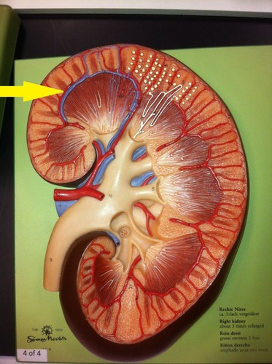 <p>arches over the renal pyramid (red)</p>