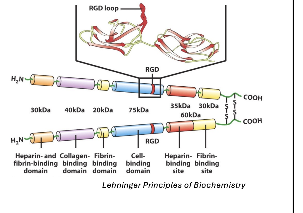 <p>2 polypeptide chains that are disulfide-linked</p>