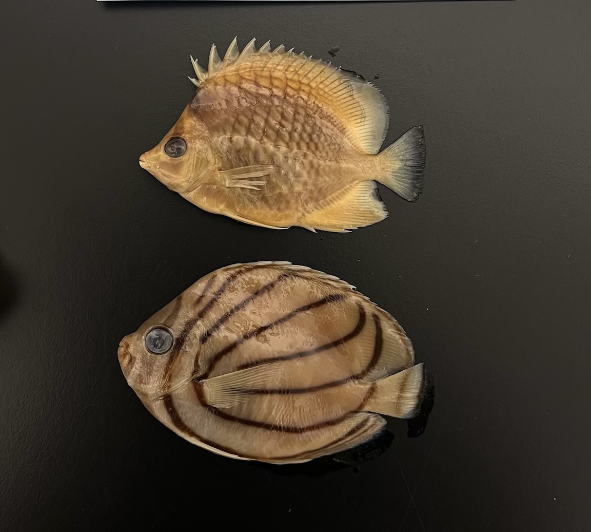 <p>Butterflyfishes</p>