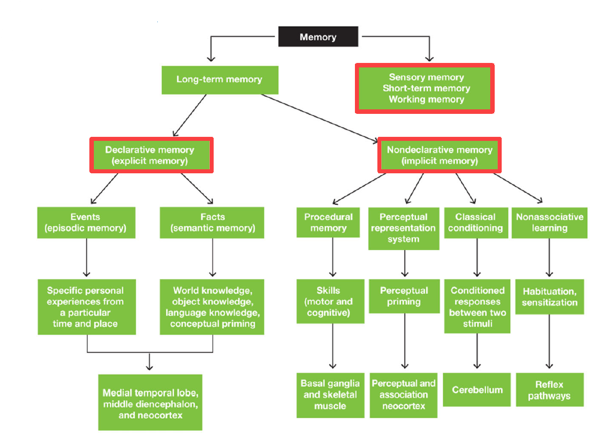 <ol><li><p>Procedural memory (motor & cognitive skills)</p></li><li><p>Perceptual representation system (perceptual priming)</p></li><li><p>Classical conditioning (conditioned responses between 2 stimuli)</p></li><li><p>Non-associative learning (habituation & sensitization)</p></li></ol><p></p>