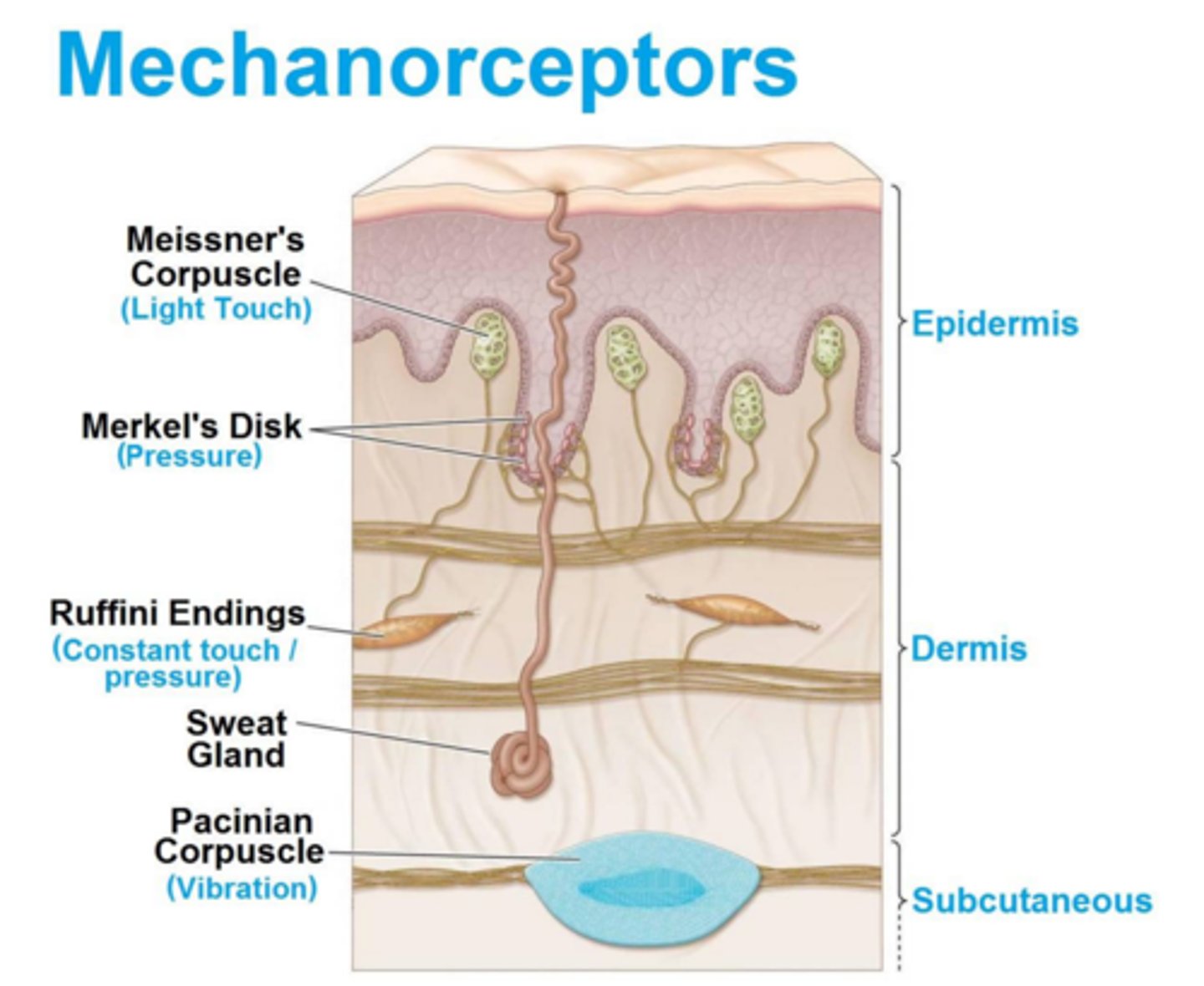 <p>respond to touch, pressure, vibration, stretch, and itch (can be in ear or skin)</p>