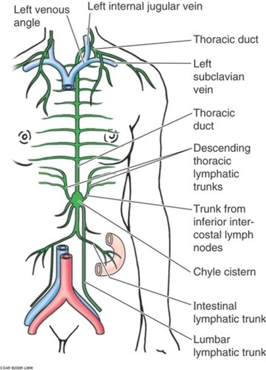 <p>the right thorax, right upper limb, and the right side of the head and neck.</p>