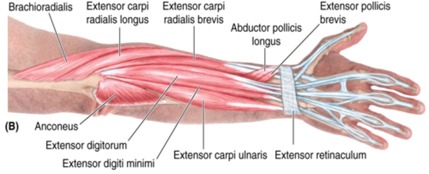 <p>-Extends 2nd - 5th digits</p><p>-Radial n. (C5 - T1)</p><p>-Medial to ECRB</p>