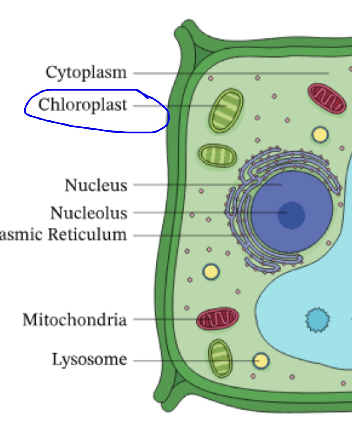 <p>Responsible for photosynthesis </p>