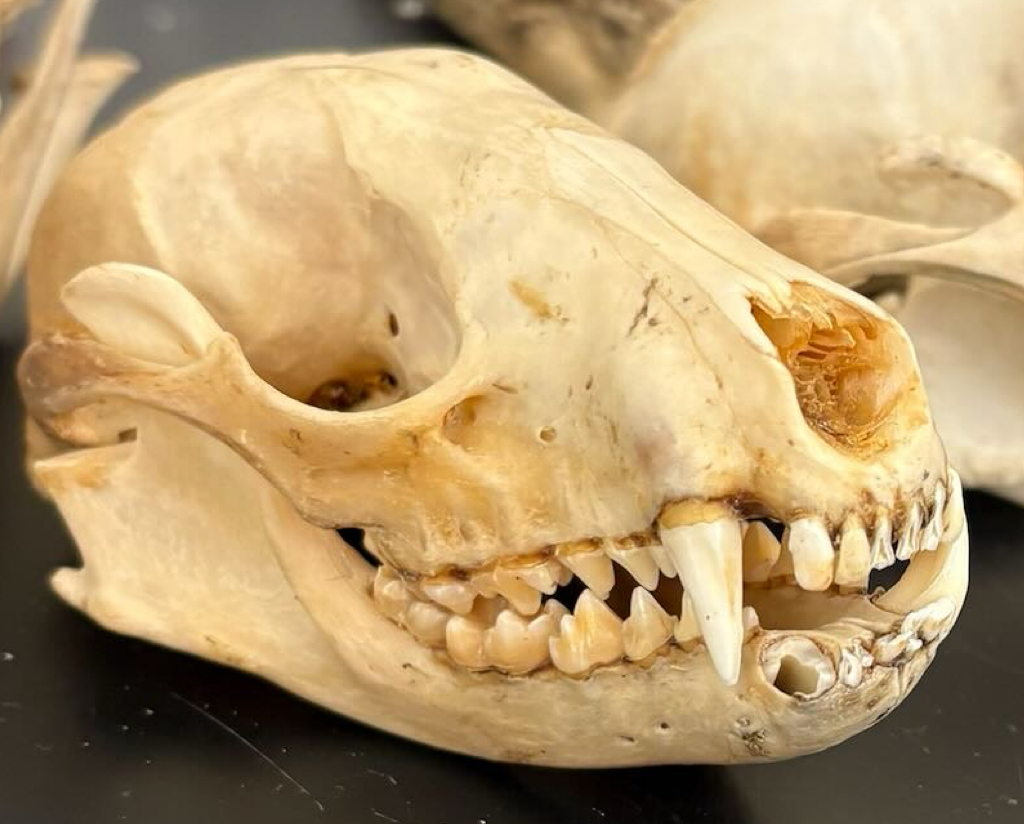 <p>What type of feeder</p>