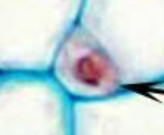 <p>Edge of sieve tube, control flow</p>