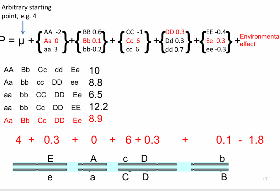 <p>framework for understanding complex traits influenced by many genes and the environment</p>