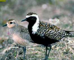 <p><span><span>Pluvialis dominica </span></span></p>