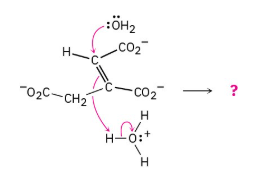 <p><span>Predict the products of the following polar reaction, a step in the citric acid cycle for food metabolism, by interpreting the flow of electrons indicated by the curved arrows:</span></p>