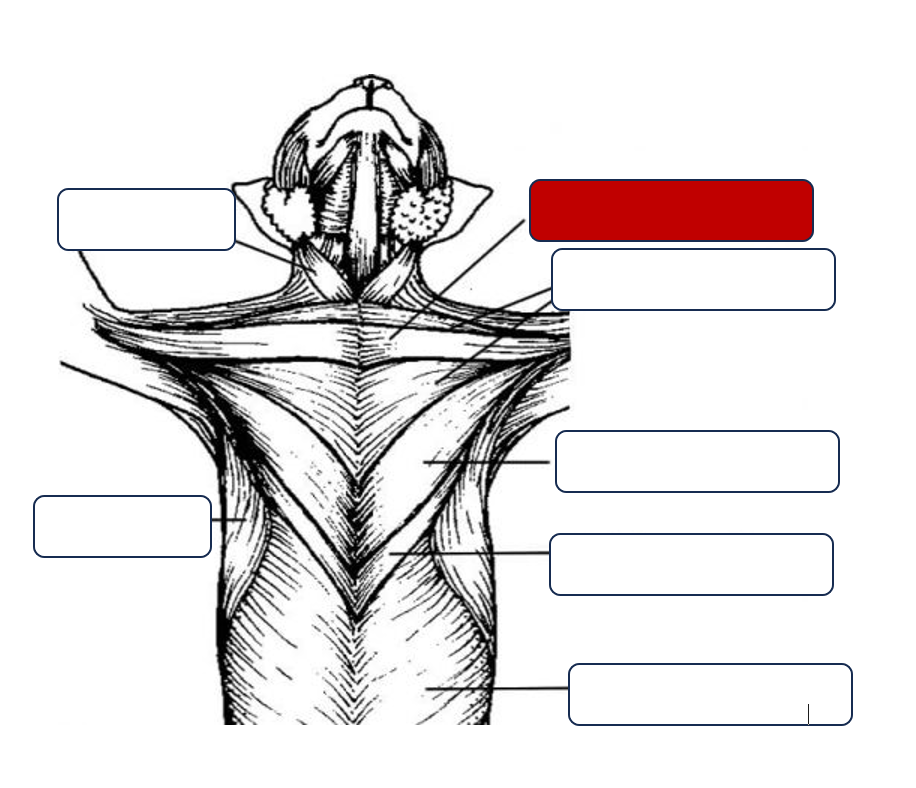 <p>Label the muscle</p>