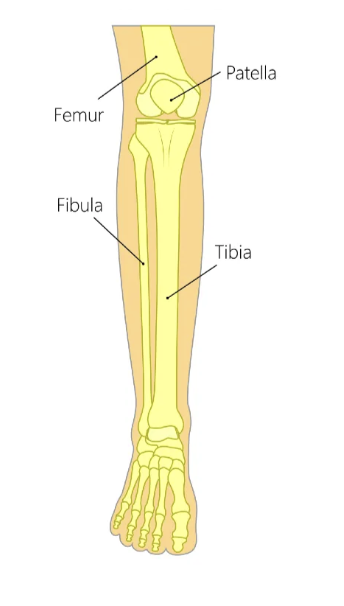 <p>near shinbone side </p><p>inside of leg</p>