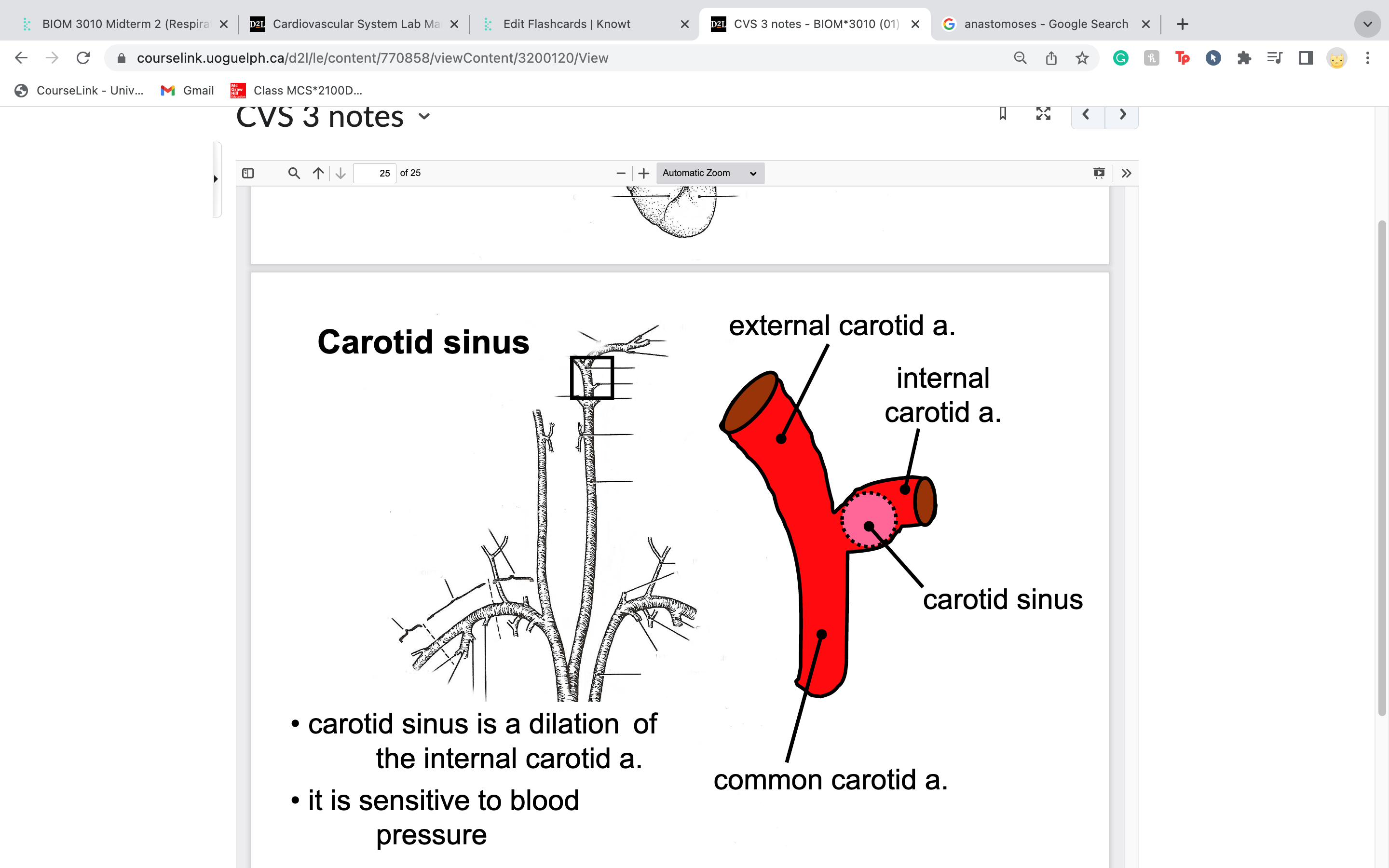 • dilation of the internal carotid artery
• it is sensitive to blood pressure
-body does blood pressure assessment here .. don't want rly high pressure blood going to brain