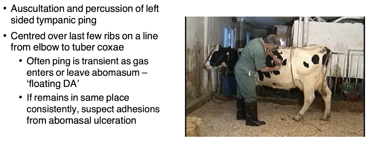 <p>Diagnosis may involve history taking, <strong>auscultation (ping)</strong>, rectal examinations, tube passage into the rumen, and collection of rumen fluid </p>