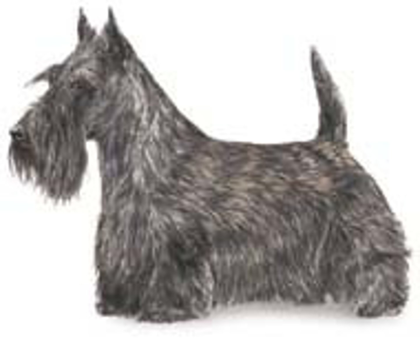 <p>Terrier</p>