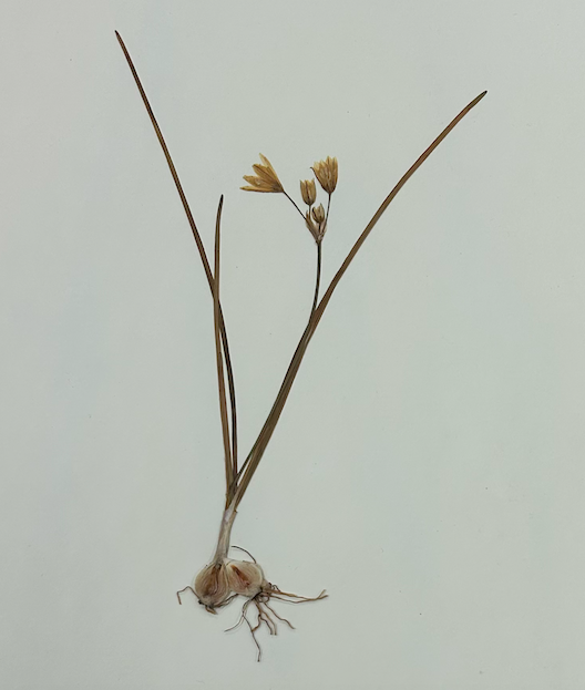 <p>Asparagales</p><p>Amaryllidaceae</p><p>Allioideae</p>