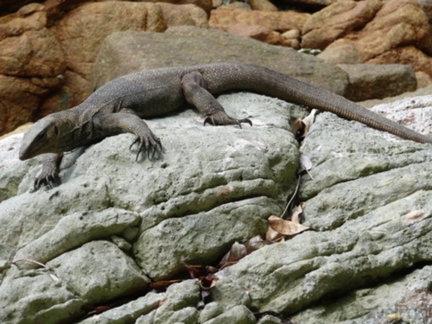 <p>Animals that rely on external sources to regulate body temperature (e.g. sunlight)</p>