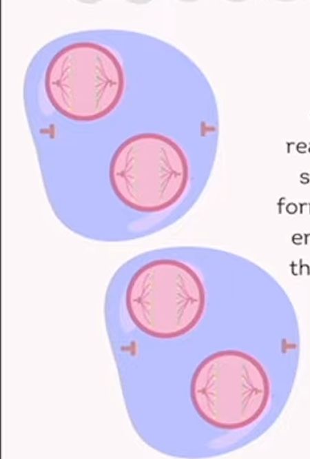 <p>meiosis: telophase 2</p>