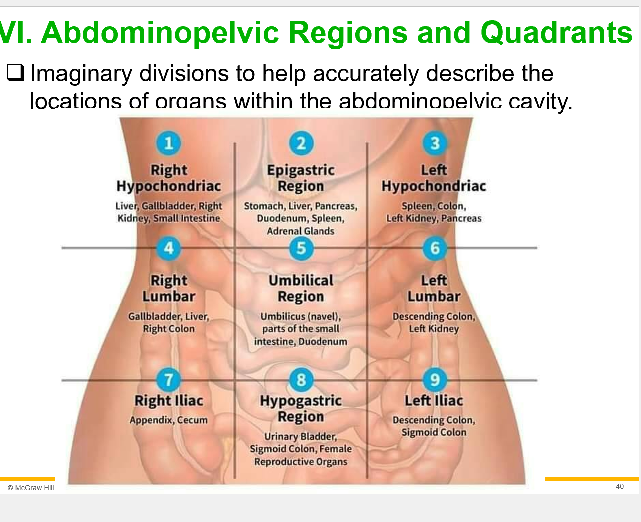 <p><span style="font-family: &quot;Times New Roman&quot;, serif;"><strong>9. Name the 9 body regions and identify the major organs found in each region.</strong></span></p><p><br><span>Exam question -&nbsp; name the region and the list of organs&nbsp;&nbsp;</span></p><p><br></p>