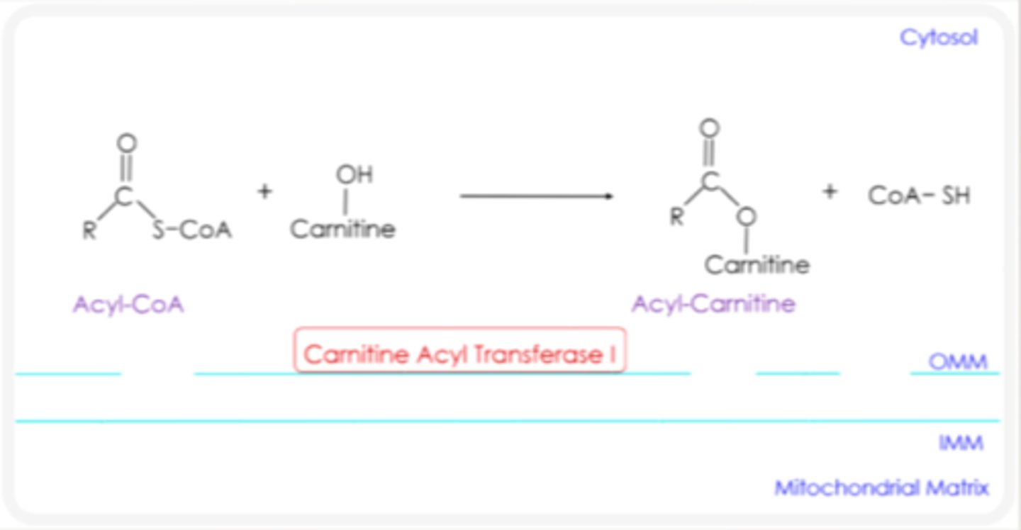 <p>through pores</p>
